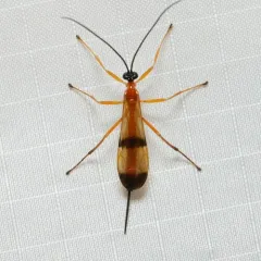 Acrotaphus wiltii thumbnail 4