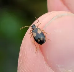 Lebia ornata thumbnail 4