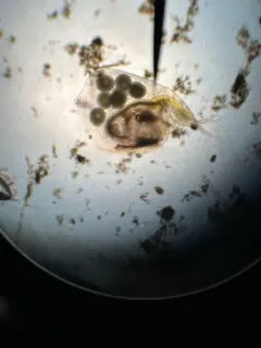 Simocephalus mixtus thumbnail 2