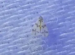 Mulberry Whitefly thumbnail 4