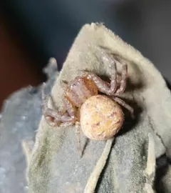 Sad Ground Crab Spider thumbnail 4