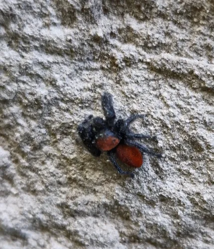 Apache Jumping Spider