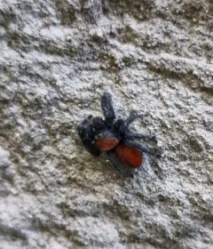 Apache Jumping Spider thumbnail 1