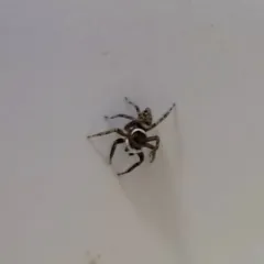 Adanson's House Jumper thumbnail 4