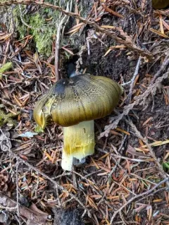 Tricholoma atrofibrillosum thumbnail 3