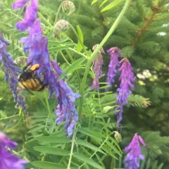 Northern Amber Bumble Bee thumbnail 1