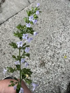 Lesser Calamint thumbnail 2