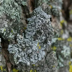 Bottle-brush Frost Lichen thumbnail 3