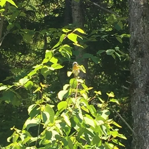 Northern Parula
