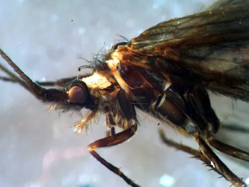 Goeracea genota