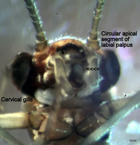 Cataract Forestfly