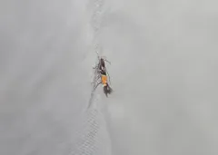 Cosmopterix montisella thumbnail 4