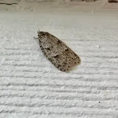 Bog Bibarrambla Moth thumbnail 3