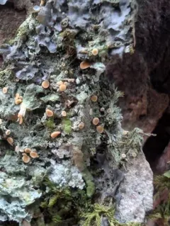 Orange Dimple Lichen thumbnail 3