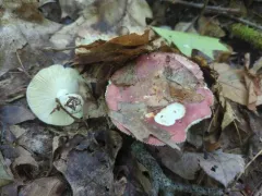 Russula albimarginata thumbnail 4