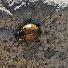 Flying Saucer Lady Beetle thumbnail 3