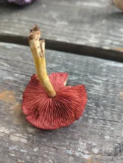 Cortinarius cruentiphyllus thumbnail 4