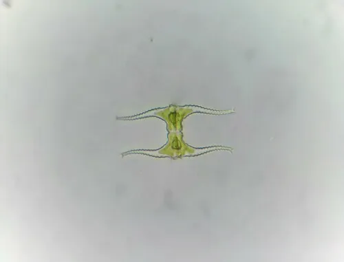 Staurastrum leptocladum