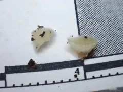 Leucoscypha leucotricha thumbnail 3