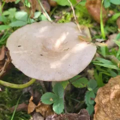 Grey Milkcap thumbnail 4