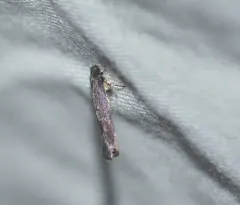 Gray Perimede Moth thumbnail 3