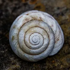 Banded Tigersnail thumbnail 4