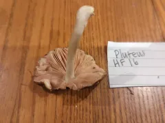 Pluteus hongoi thumbnail 3