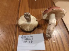 Russula rubescens thumbnail 3
