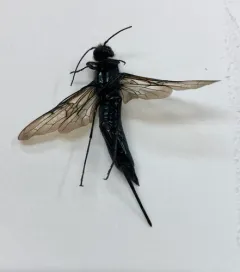 Areolate Woodwasp thumbnail 4