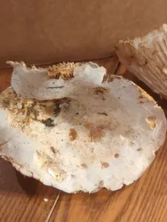 Lactifluus subvellereus thumbnail 3