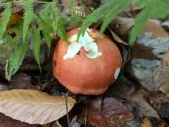 Russula rugulosa thumbnail 4