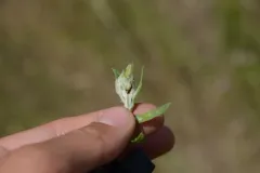 Russian Knapweed Gall Midge thumbnail 1