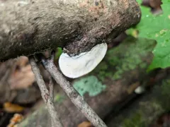 Skeletocutis semipileata thumbnail 3