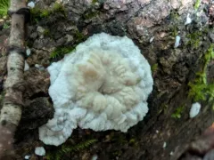Phlebia acerina thumbnail 4