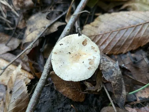 Hebeloma alpinum