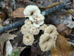 Lentinellus subaustralis thumbnail 3