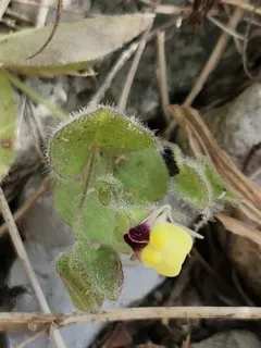 round-leaved fluellen thumbnail 2
