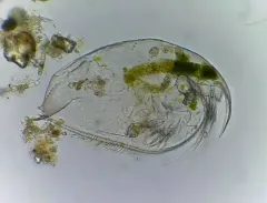 Picripleuroxus denticulatus thumbnail 3