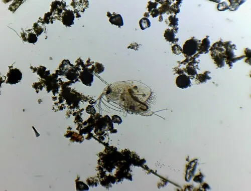 Macrothrix rosea
