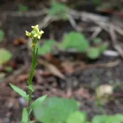 Hedge mustard thumbnail 5