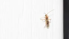 basket-cocoon parasitoid thumbnail 2