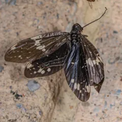 Serrate Dark Fishfly thumbnail 4