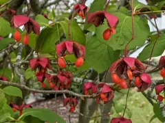 Large-leaved Spindle thumbnail 2