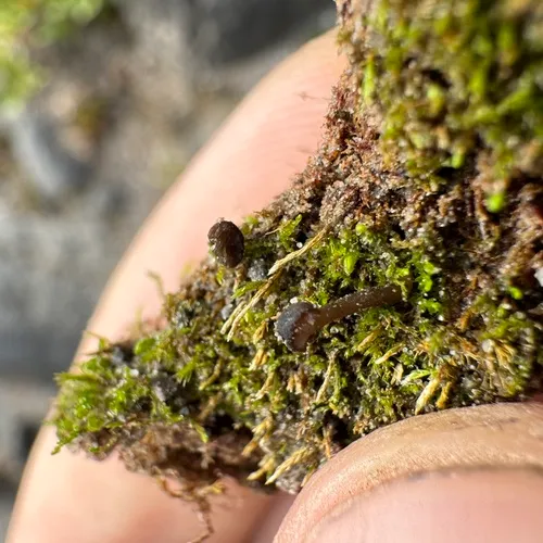 Sarcoleotia globosa