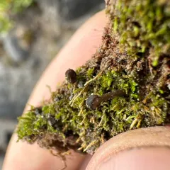 Sarcoleotia globosa thumbnail 1