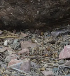 Japanese House Centipede thumbnail 4