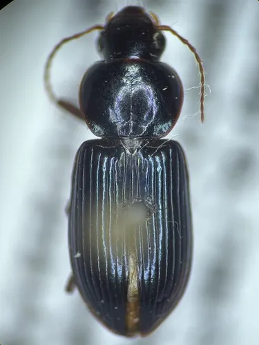 Discoderus amoenus