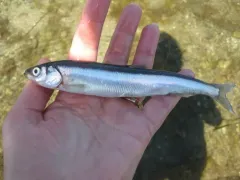 Surf Smelt thumbnail 2