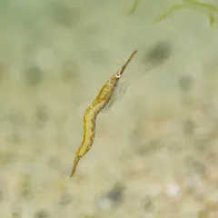 Chameleon Shrimp thumbnail 3