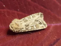 Euxoa olivalis thumbnail 2